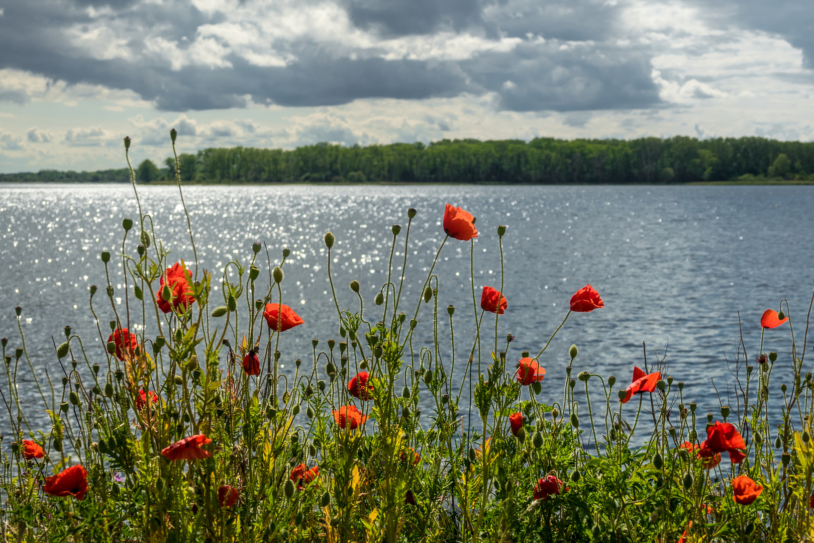 Mohn am Salzhaff