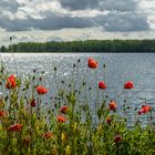 Mohn am Salzhaff