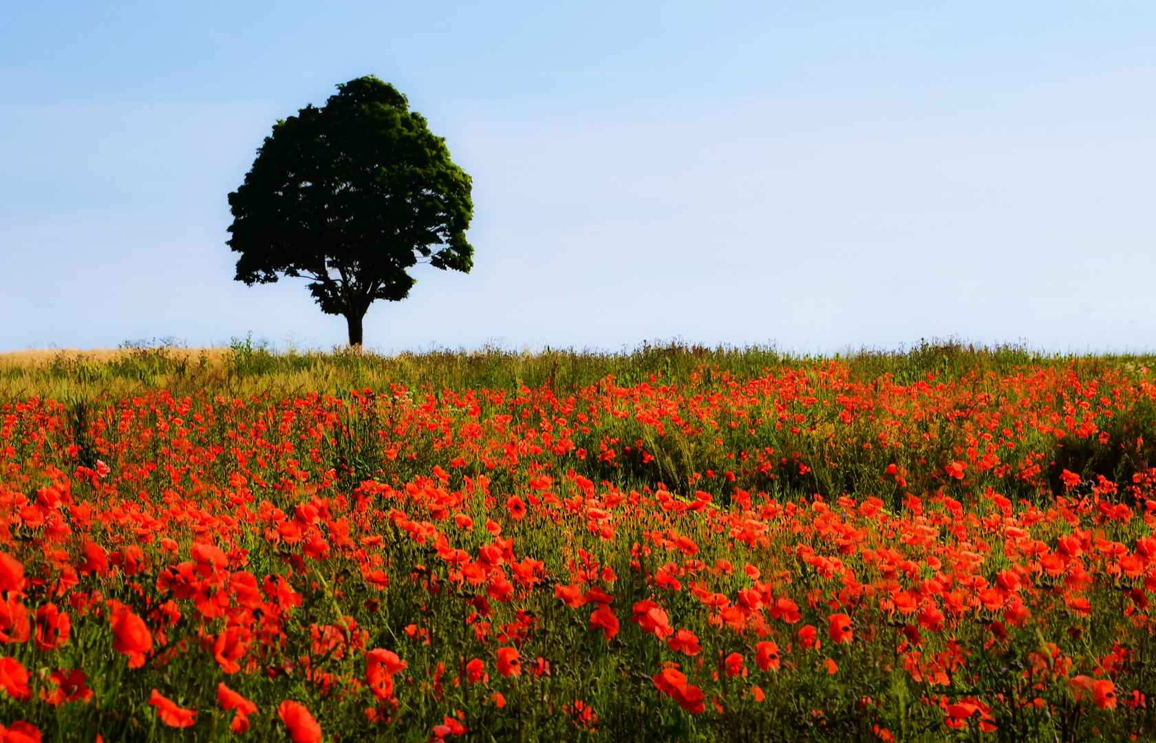 Mohn am Samstag