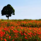 Mohn am Samstag