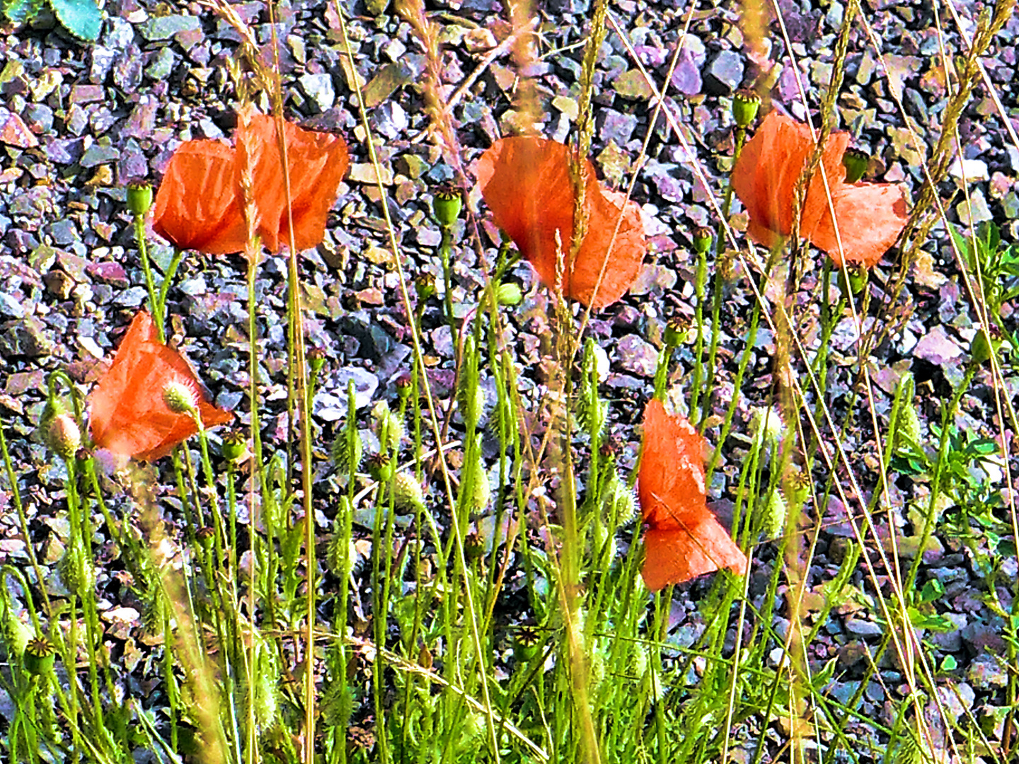 Mohn am Schotter