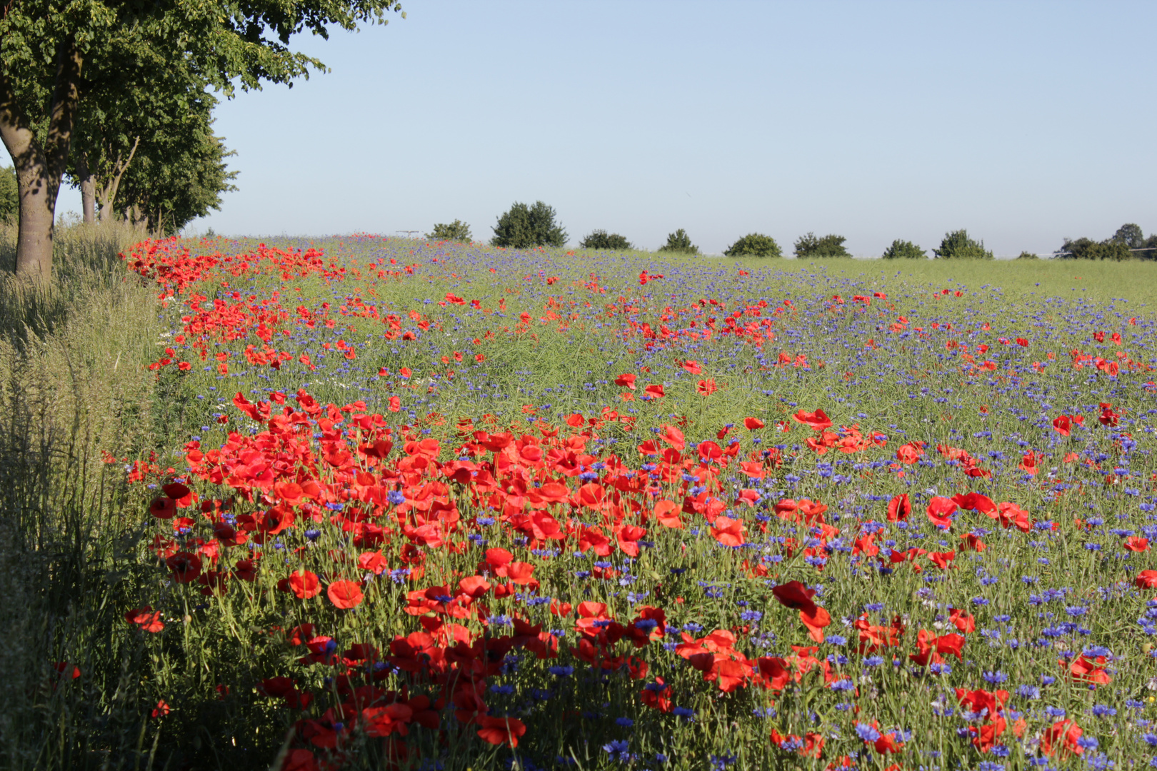 Mohn am Schweriner See