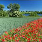 Mohn am See