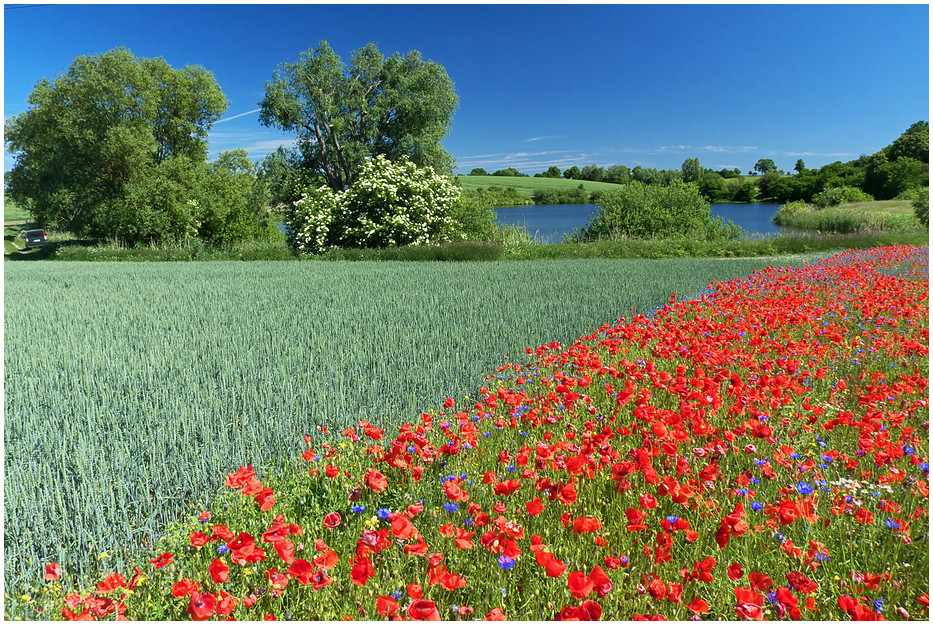 Mohn am See