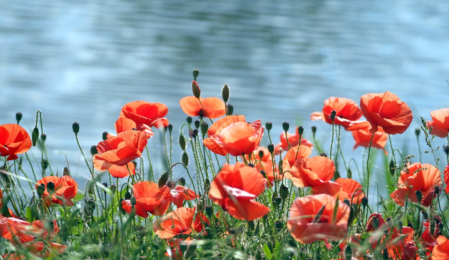 Mohn am See