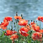 Mohn am See