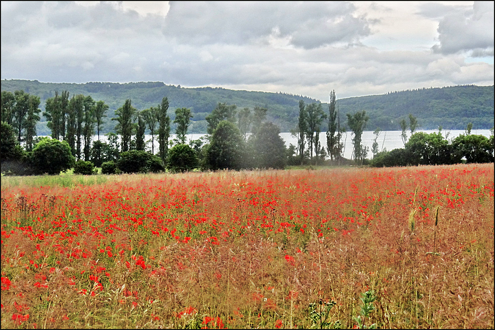 Mohn am See