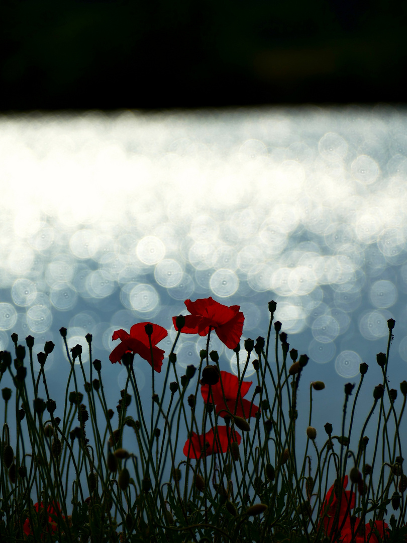 Mohn am See