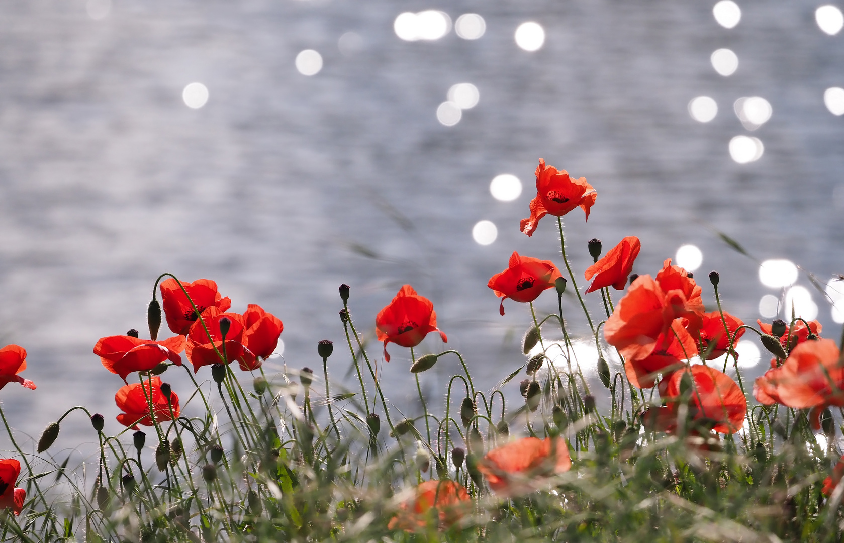 Mohn am See