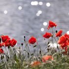 Mohn am See