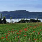 mohn am see