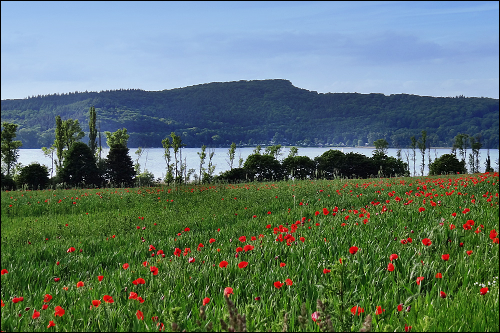 mohn am see