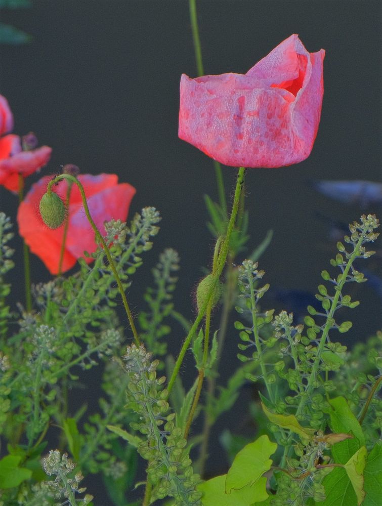 Mohn am See (amapolas en sl lago)