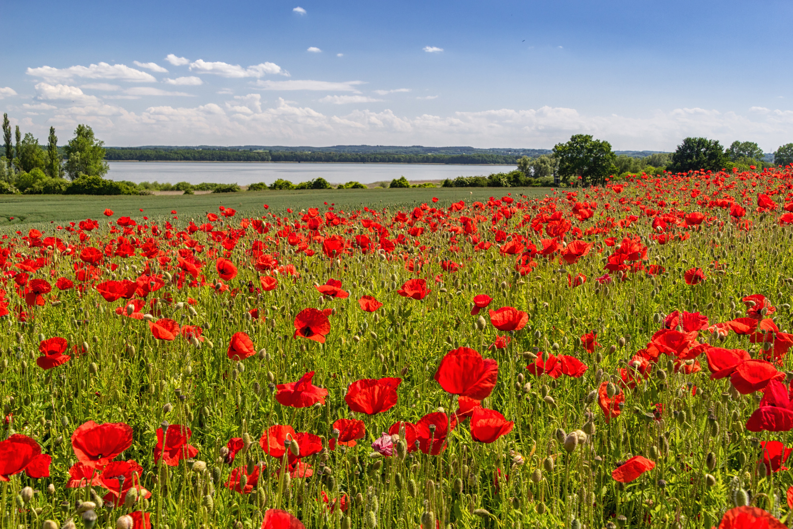 Mohn am See