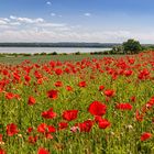 Mohn am See