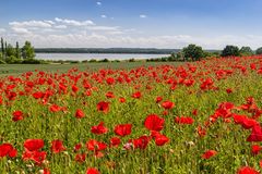 Mohn am See