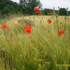 Mohn am Siebengebirge