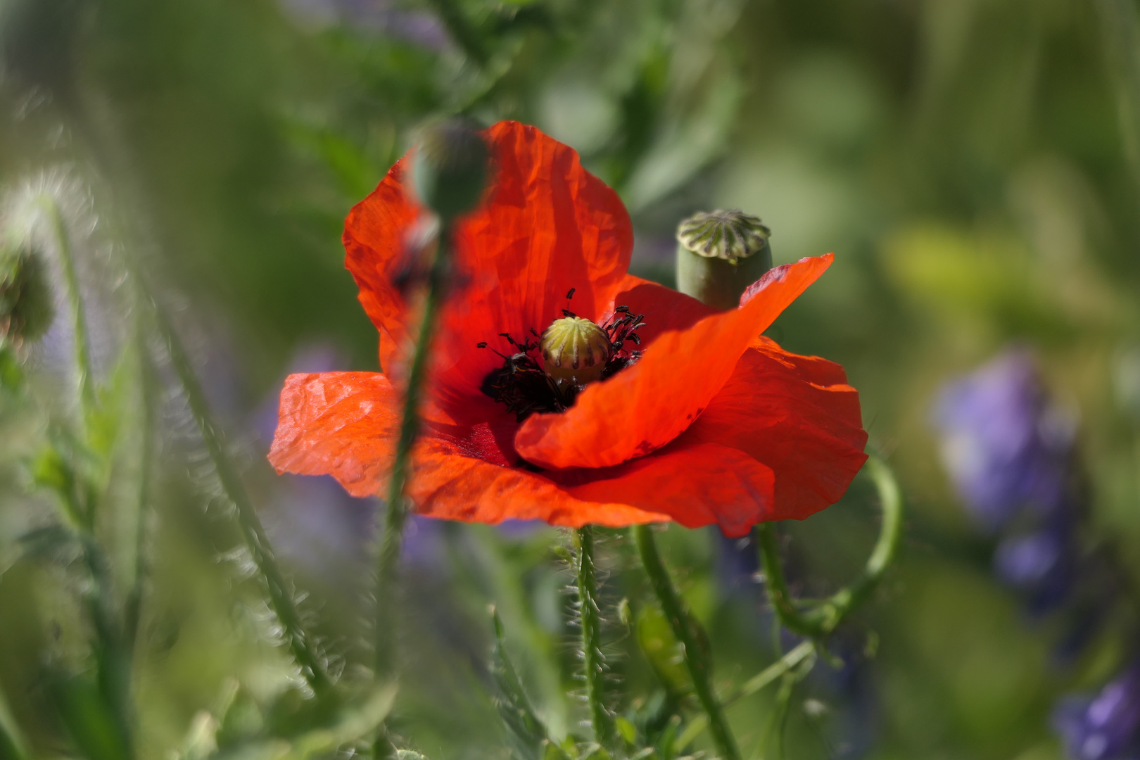 Mohn am späten Nachmittag