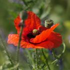 Mohn am späten Nachmittag