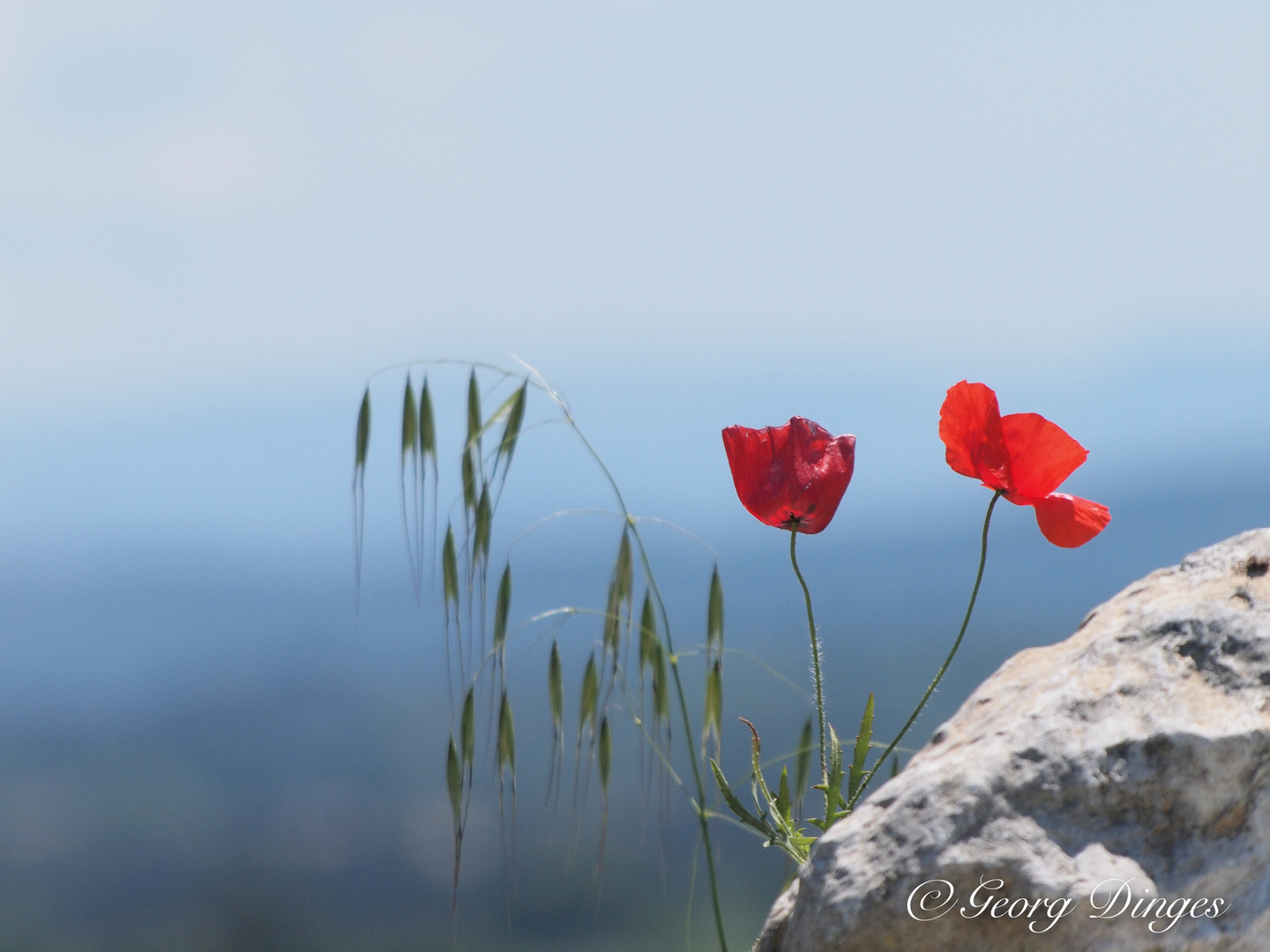 Mohn am Stein 20-5-2013