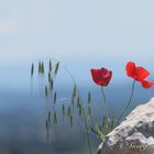 Mohn am Stein 20-5-2013