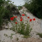 Mohn am Strand