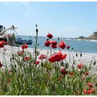 Mohn am Strand