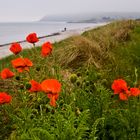 Mohn am Strand von Hiddensee