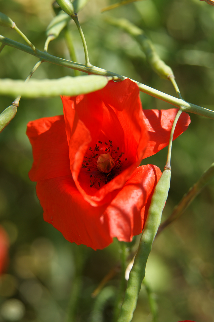 Mohn am Straßenrand