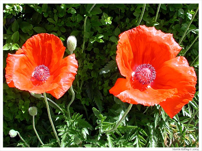 Mohn am Straßenrand