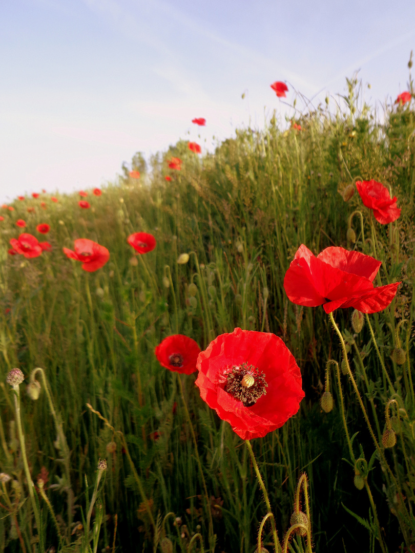 Mohn am Straßenrand