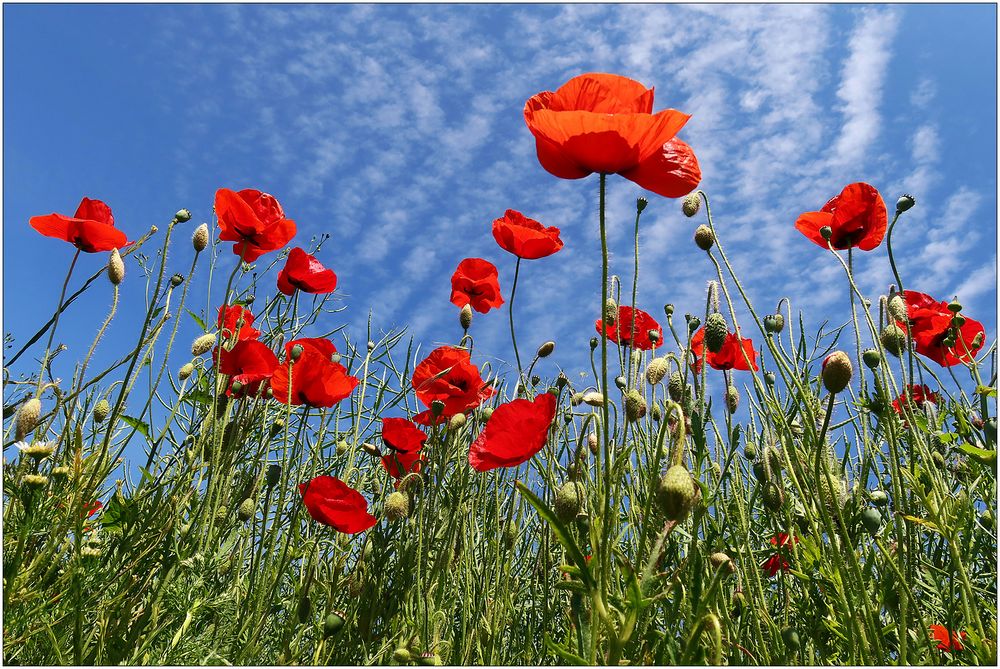 Mohn am Straßenrand...