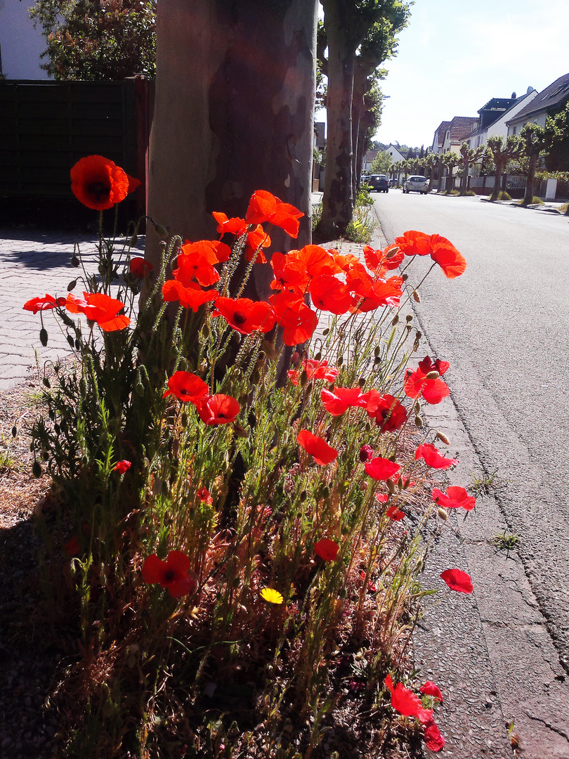 Mohn am Straßenrand...