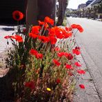 Mohn am Straßenrand...