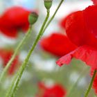 mohn am strassenrand