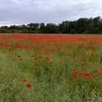 Mohn am Straßenrand