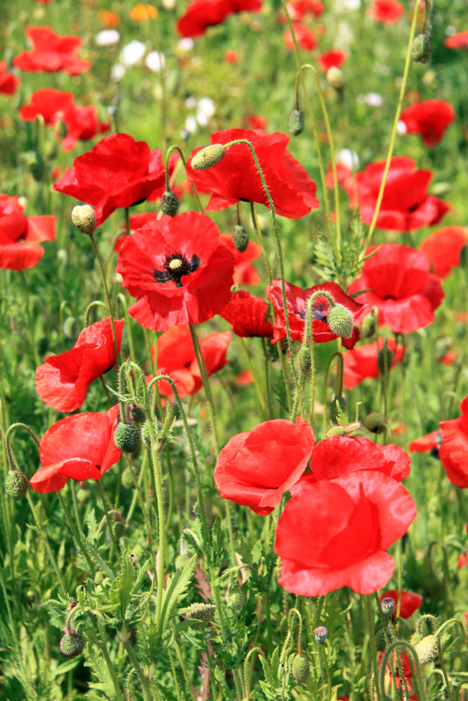 Mohn am Straßenrand