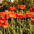 Mohn am Straßenrand