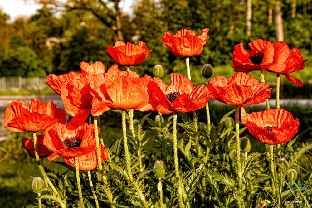 Mohn am Straßenrand