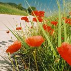 Mohn am Strassenrand