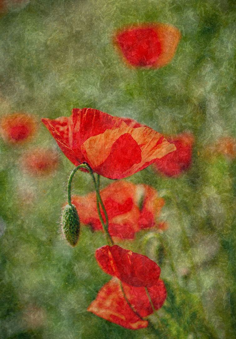 Mohn am Straßenrand