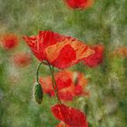 Mohn am Straßenrand