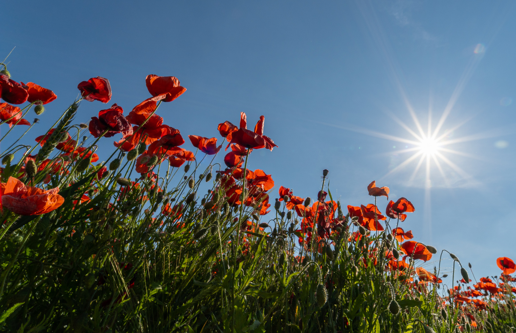 Mohn am Tag 