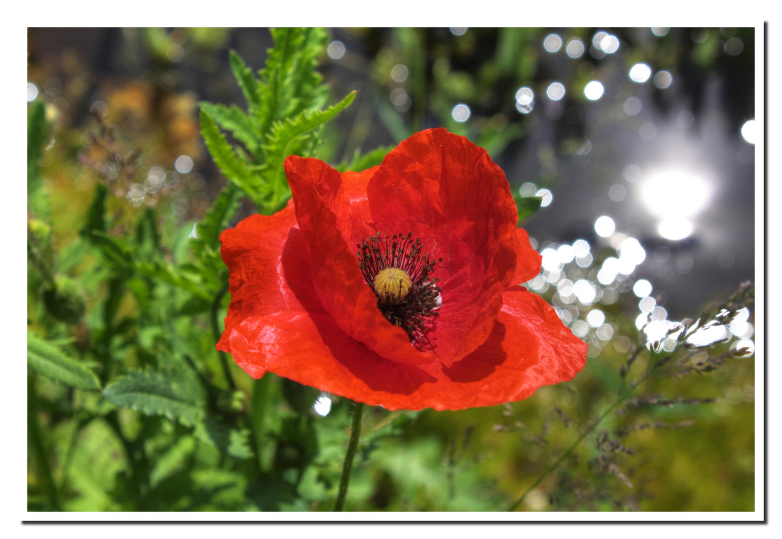 Mohn am Teich