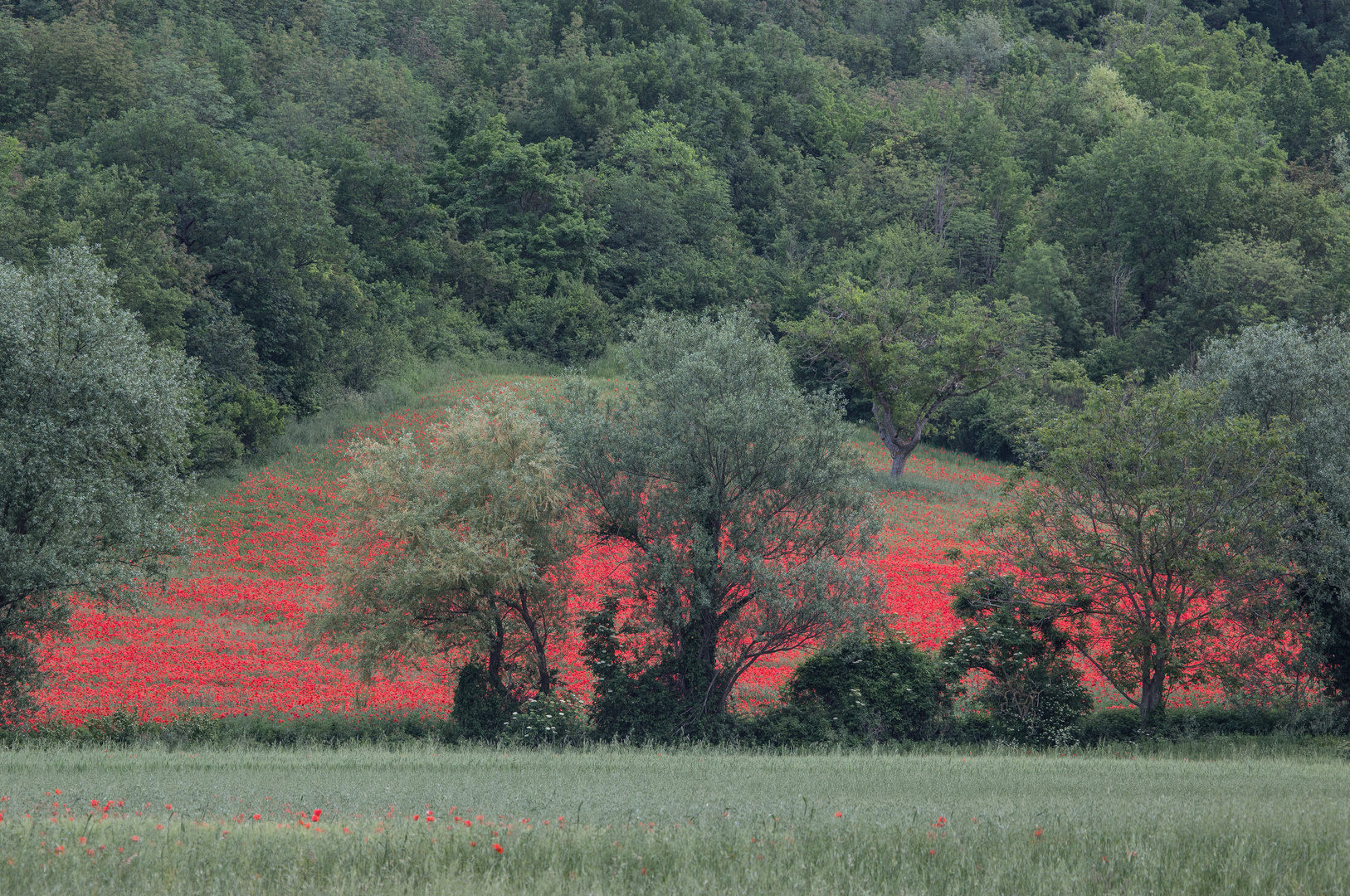 Mohn am Waldrand