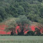 Mohn am Waldrand