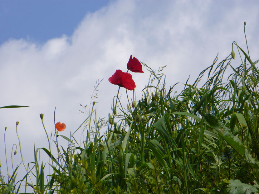 Mohn am Wall