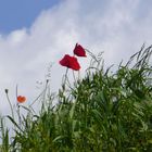 Mohn am Wall