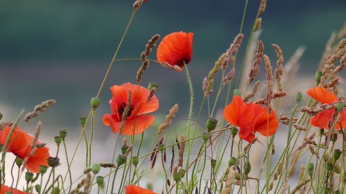 Mohn am Wasser