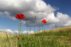 Mohn am Weg